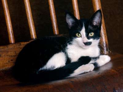 Black And White Shorthair