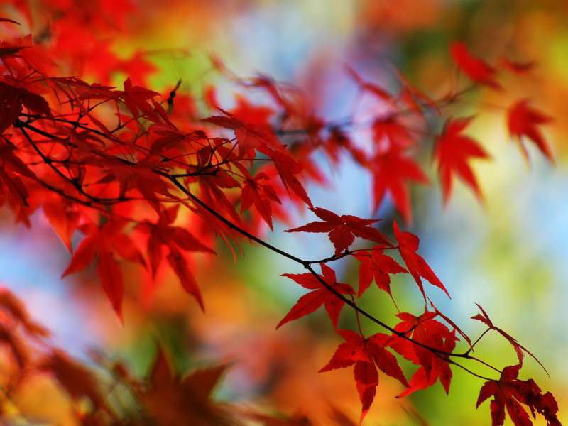 Autumn Time In Nature Wallpaper