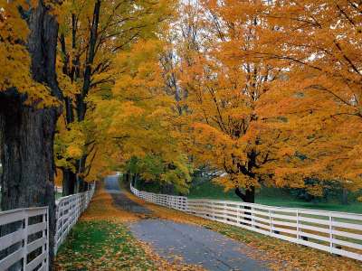 Autumn Time In Nature