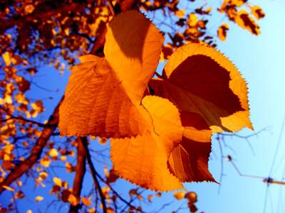 Autumn Time In Nature