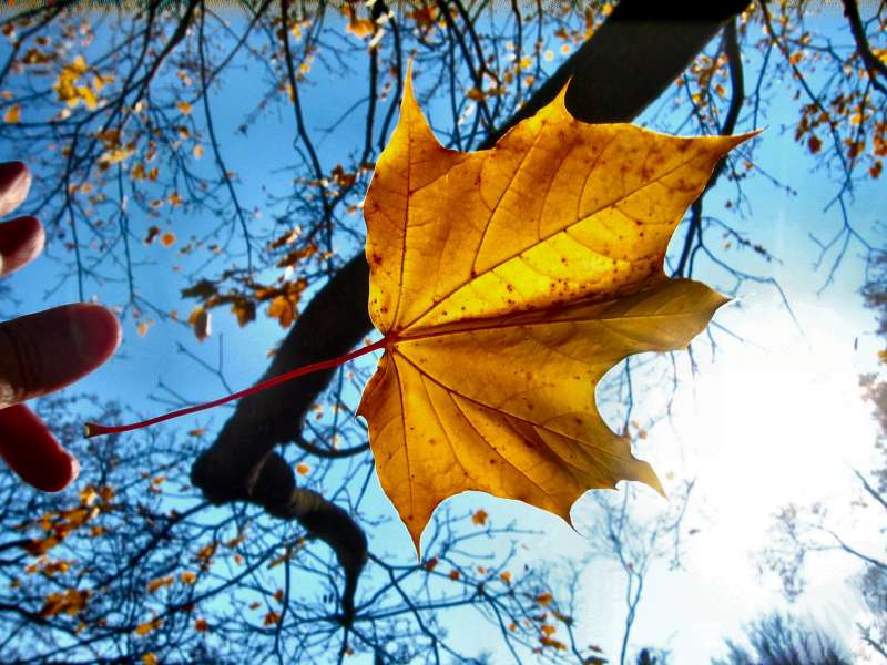 Autumn Time In Nature Wallpaper