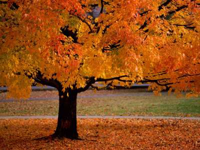 Autumn Time In Nature