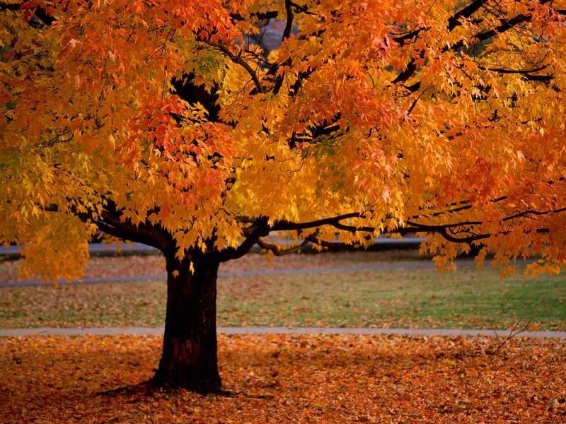 Autumn Time In Nature Wallpaper