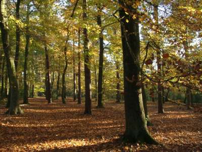 Autumn Time In Nature