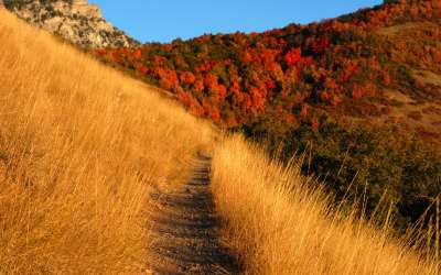 Autumn Time In Nature