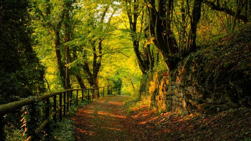 Autumn Time In Nature Wallpaper