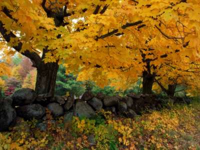 Autumn Time In Nature