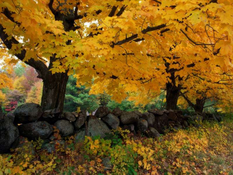 Autumn Time In Nature Wallpaper