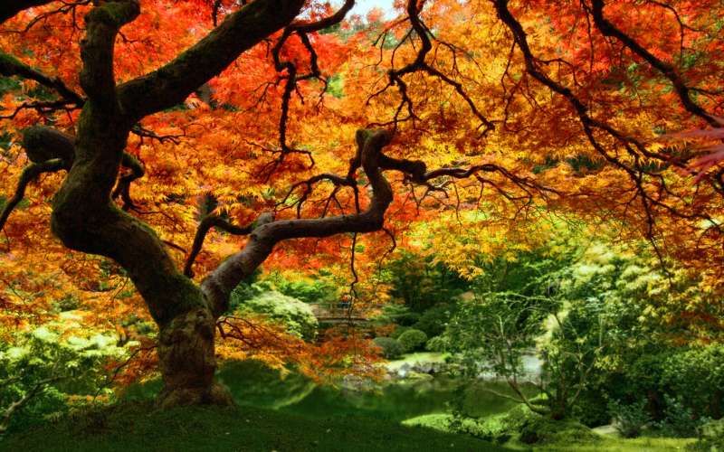 Autumn Time In Nature Wallpaper