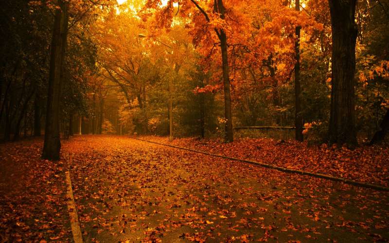 Autumn Time In Nature Wallpaper