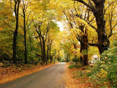 Autumn Time In Nature