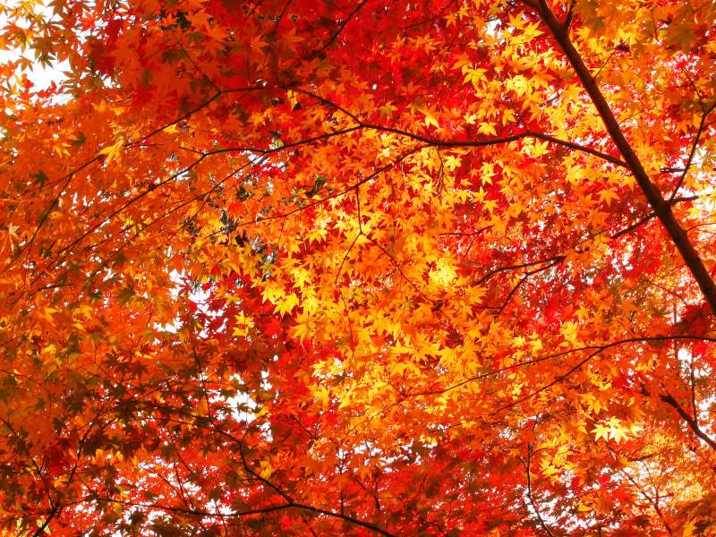 Autumn Time In Nature Wallpaper