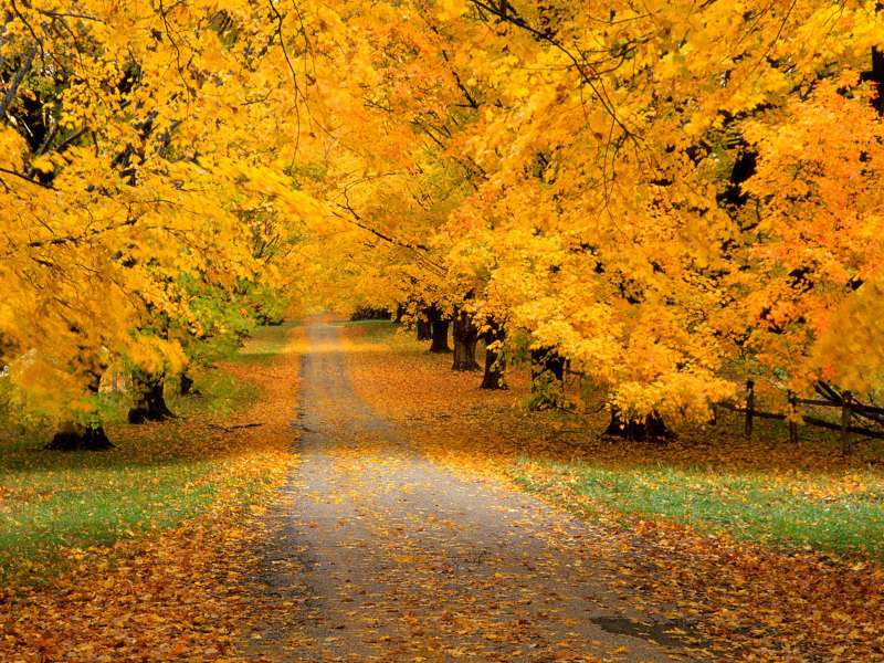 Autumn Time In Nature Wallpaper