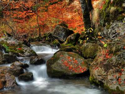 Autumn Time In Nature