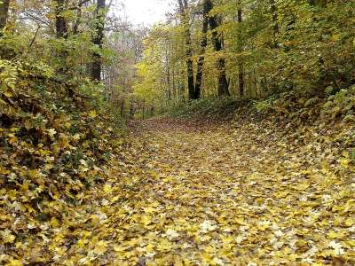 Autumn Time In Nature