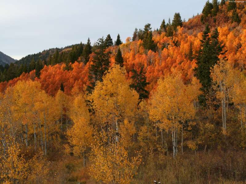 Autumn Time In Nature Wallpaper