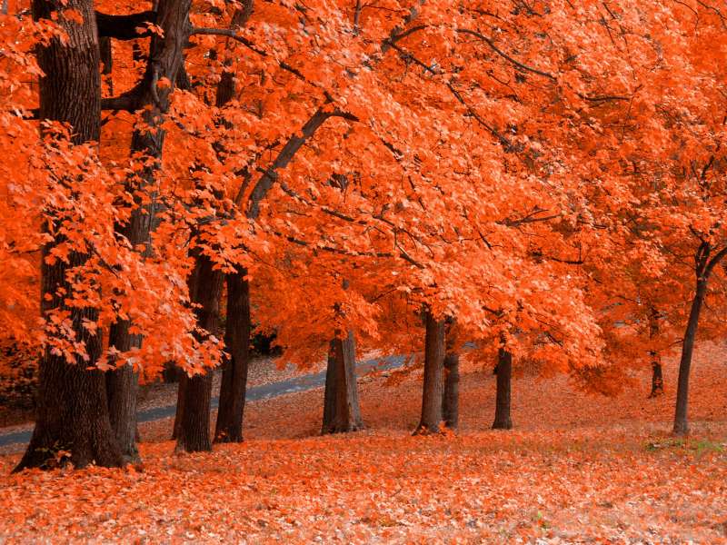 Autumn Time In Nature Wallpaper