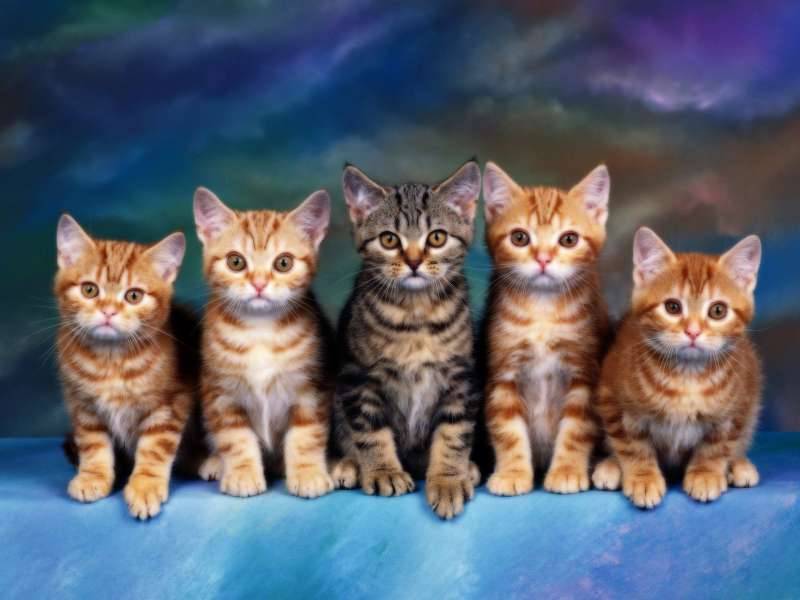 Cute Cats Wallpaper