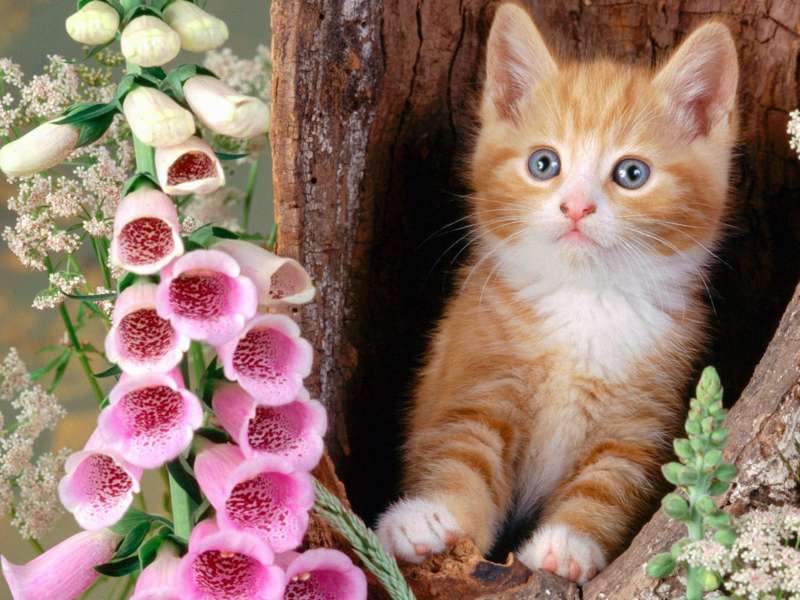 Cute Cats Wallpaper