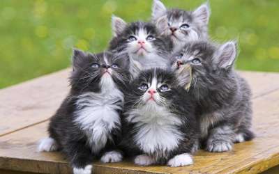 Cute Cats