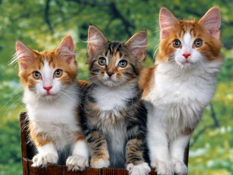 Cute Cats Wallpaper