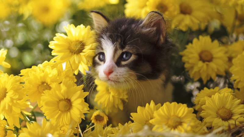 Cute Cats Wallpaper