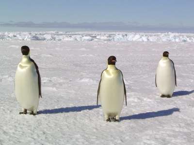 Penguins