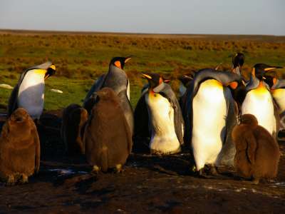 Penguins