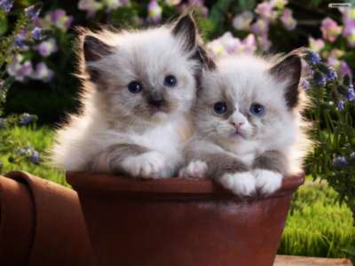 Cute Cats