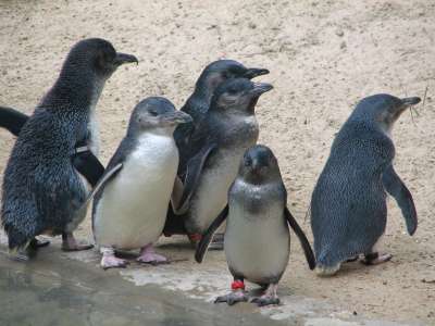 Penguins