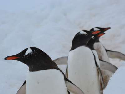 Penguins