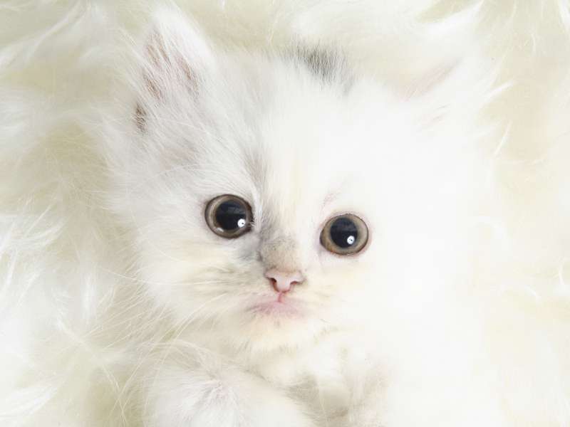 Cute Cats Wallpaper