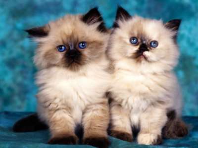 Cute Cats