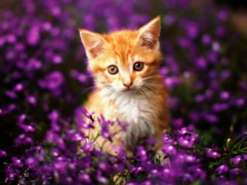 Cute Cats Wallpaper