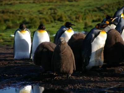 Penguins