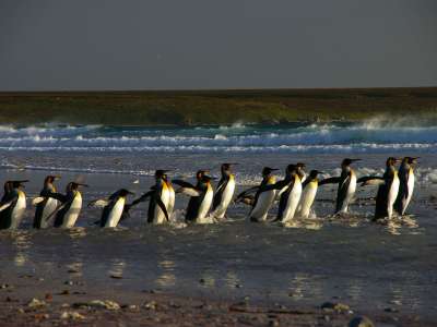 Penguins