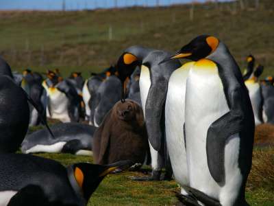 Penguins