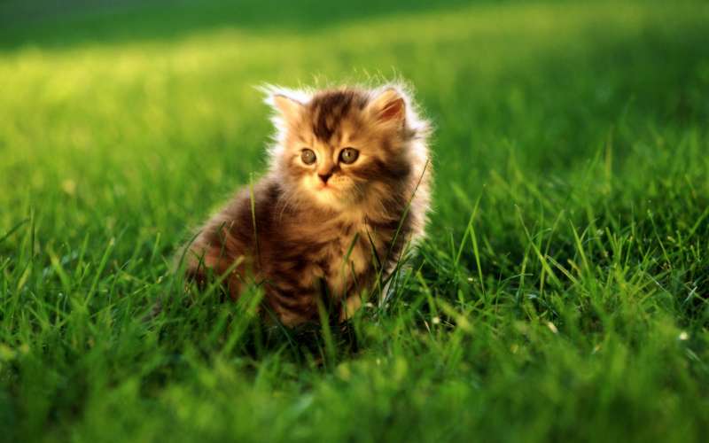 Cute Cats Wallpaper