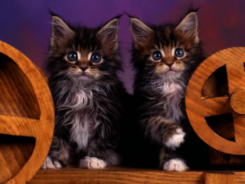 Cute Cats Wallpaper