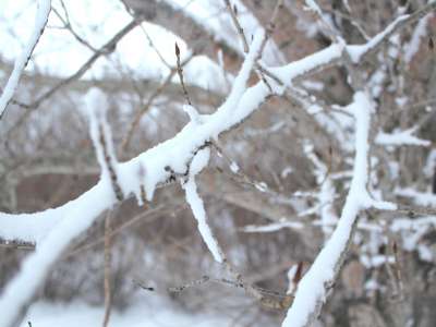 Snow And Winter