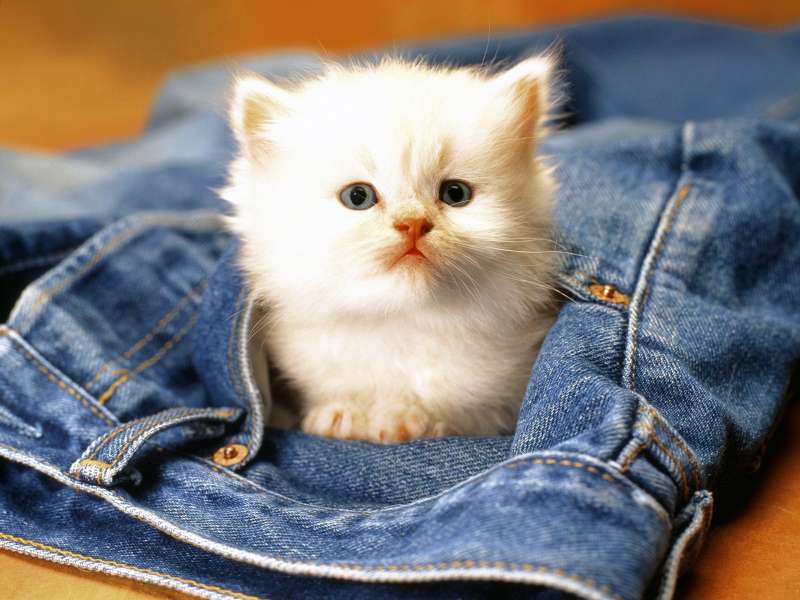 Cute Cats Wallpaper