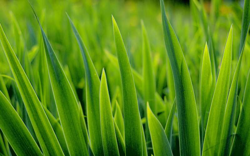 Grass Nature Wallpaper