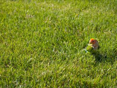 Grass Nature