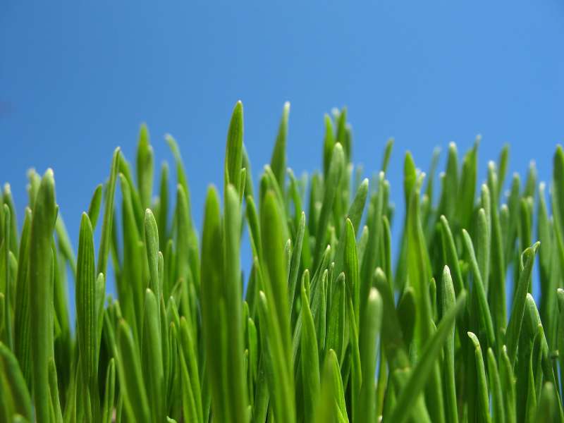 Grass Nature Wallpaper