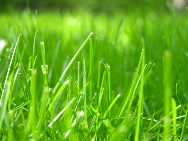 Grass Nature Wallpaper