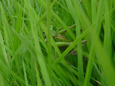 Grass Nature