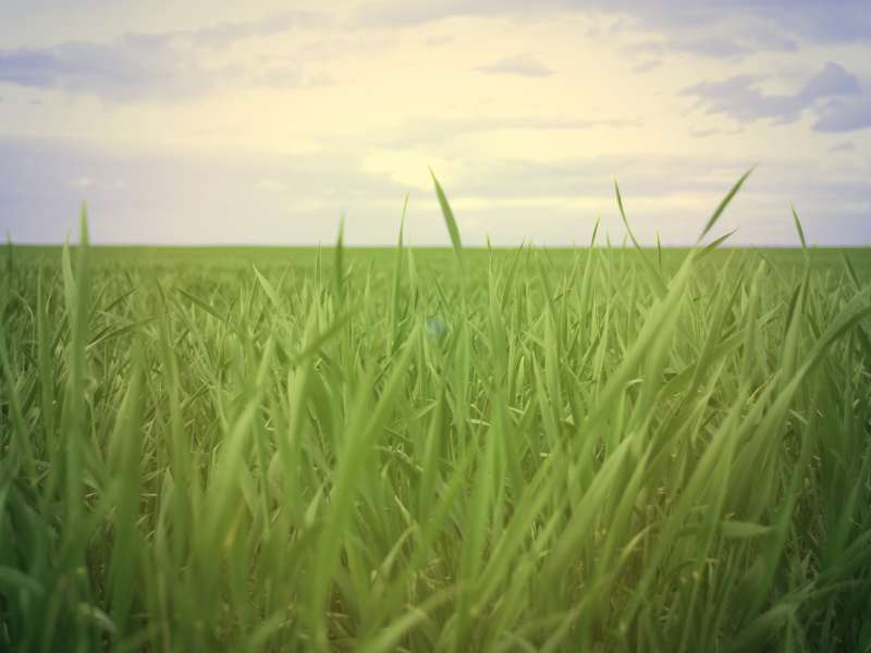 Grass Nature Wallpaper