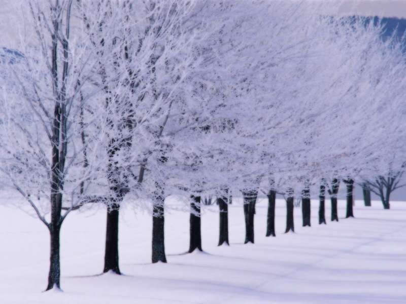 2 Winter Nature Wallpaper