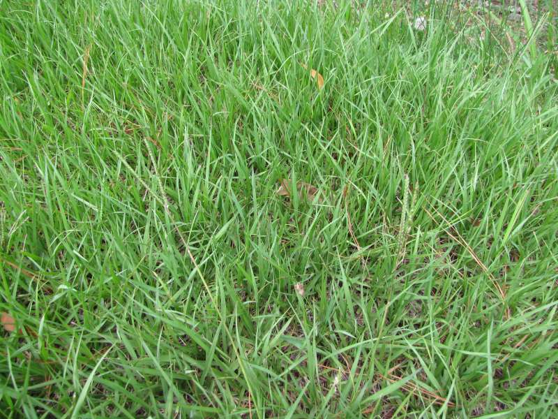 Grass Nature Wallpaper