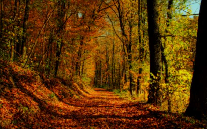 Autumn Forest Landscape Wallpaper Wallpaper